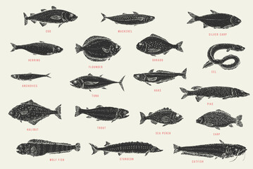 Set monochrome hand draw fish. Catfish, sturgeon, wolffish, carp, sea perch, trout, halibut, pike, hake, tuna, anchovy, eel, dorado, flounder, herring, silver carp, mackerel, cod. Vector illustration.