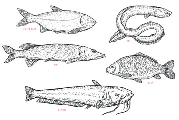 Set hand draw river fish in sketch cartoon style. Pike, eel, catfish, carp. Vector illustration.