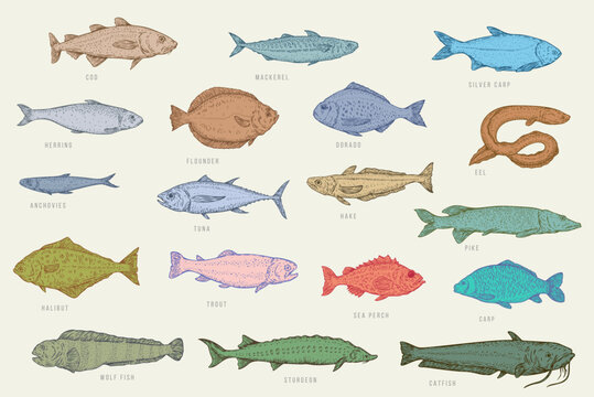Set color hand draw fish. Catfish, sturgeon, wolffish, carp, sea perch, trout, halibut, pike, hake, tuna, anchovy, eel, dorado, flounder, herring, silver carp, mackerel, cod. Vector illustration.