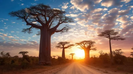 Fotobehang Group of baobab trees, Madagascar © Chingiz