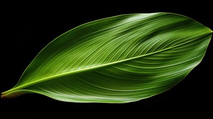 green banana leaf isolated UHD Wallpaper