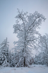 Verschneiter Baum im Winter - 721501002