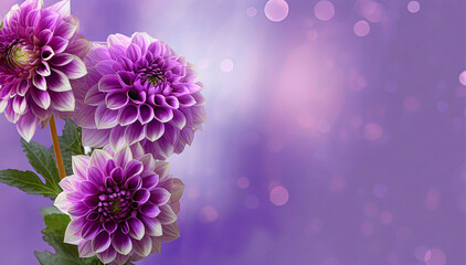 Dalie, piękne fioletowe wiosenne kwiaty, puste miejsce na tekst - obrazy, fototapety, plakaty