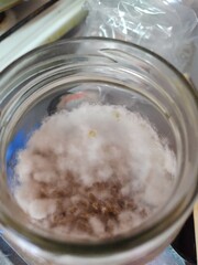 cultivation of Hericium erinaceus