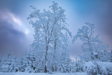 Verschneite Bäume im Sauerland im Winter - 721501268