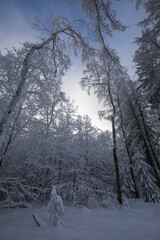 Verschneite Bäume im Sauerland im Winter - 721501875