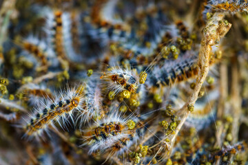 Moths caterpillars inside the nest