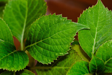 Horizontal view of green hydrangea leaves. Concept of flowering, nature and spring