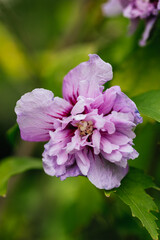 Close-up view of a Hibiscus syriacus flower surrounded by green leaves. Flowering and spring concept