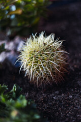 Close-up view of an Echinocactus grusonii cactus in a garden. Detail of its yellow spthorns. Flowering and spring concept