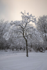 Fototapeta na wymiar Verschneite Bäume im Sauerland im Winter