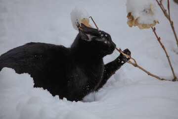 Schwarze Katze soielt im Schnee