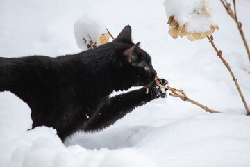 Schwarze Katze soielt im Schnee - 721502676