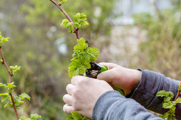 A gardener manually cuts a raspberry bush with a bypass pruner. Pruning of raspberry and blackberry...