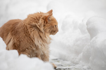 Katze Maine Coon Portrait im Schnee