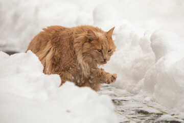 Katze Maine Coon Portrait im Schnee - 721503002