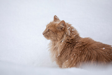 Katze Maine Coon Portrait im Schnee