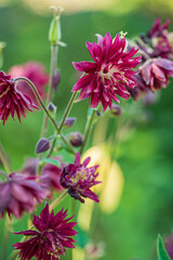 Aquilegia vulgaris, commonly known as the columbine or common columbine