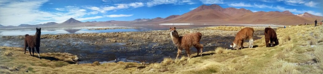 Vue panoramique sur la Laguna Colorada en Bolivie et ses alpagas