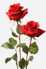 Two red roses with green leaves in a vase. Ideal for romantic occasions and floral arrangements