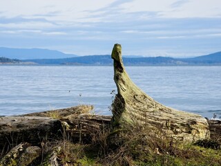 Fototapeta premium Driftwood at Island View Beach on a serene winter day, Vancouver Island, BC Canada