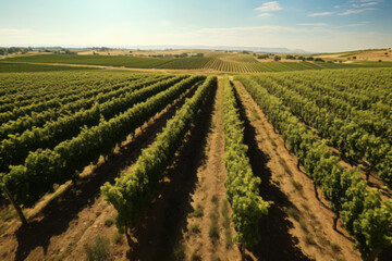Fototapeta na wymiar Green field with rows of vines for harvesting. Ripe grapes for the production of fine wines.