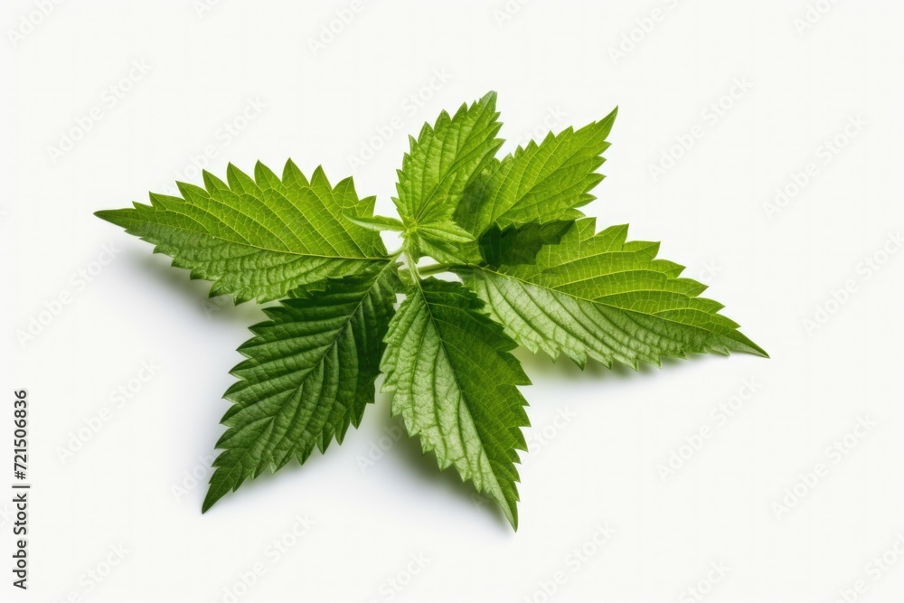 Poster a detailed view of a single leaf on a white surface. perfect for nature-themed projects and designs