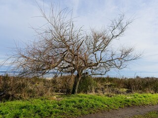 Driftwood at Island View Beach on a serene winter day, Vancouver Island, BC Canada