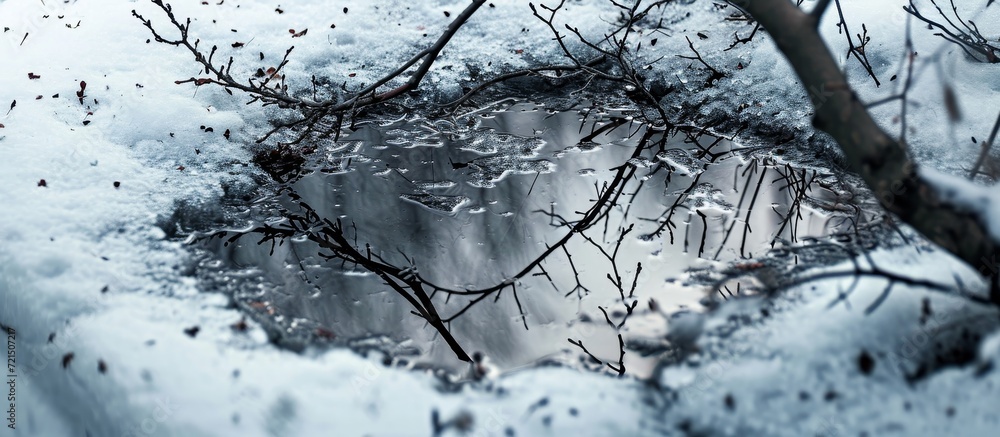 Poster melted snow drips from branches, creating a mesmerizing puddle of melted snow and branches.