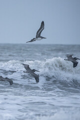 Flock of flying Pelicans above morning surf.