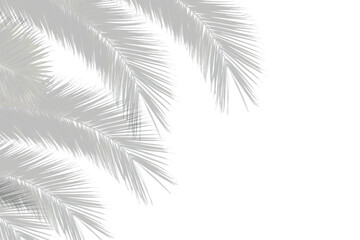 Realistic coconut palm leaf shadow isolated on transparent background
 - obrazy, fototapety, plakaty