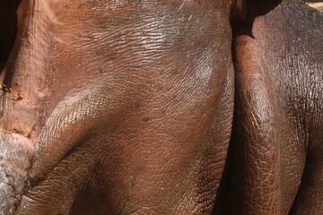 close up of a hippo