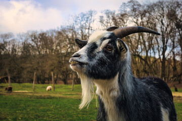 close up portrait of a goat - Capra Aegagrus Hircus - Goat - Cute - Funny - Portrait - Meadow - High quality