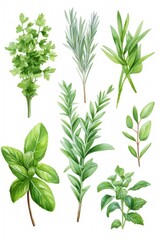 A collection of different types of herbs displayed on a clean white background. This versatile image can be used for culinary, health, or natural medicine-related projects