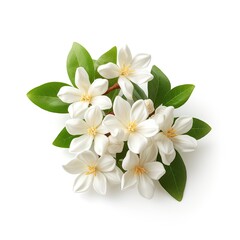 Photo of jasmine flower isolated on white background