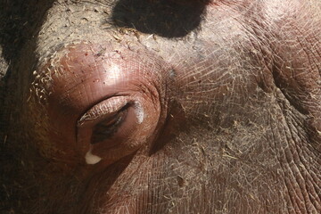 close up of a head of a hippopotamus