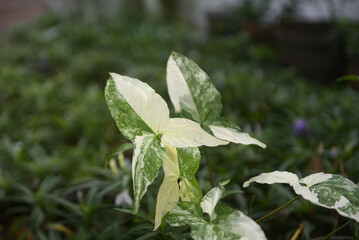 Syngonium Albo is a type of ornamental plant with white and green leaves with 3 branches