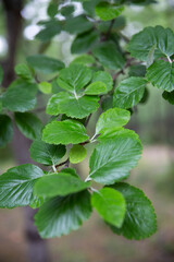 Fototapeta na wymiar Alnus glutinosa leaf - Alder - in macro