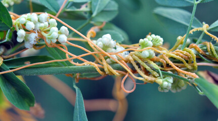 The parasitic plant cuscuta grows among crops