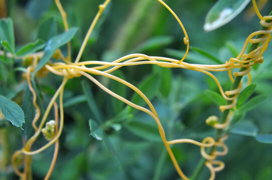 The parasitic plant cuscuta grows among crops