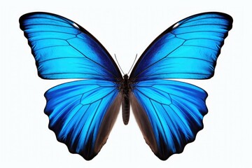 A blue butterfly with black wings on a white background. Perfect for nature-inspired designs