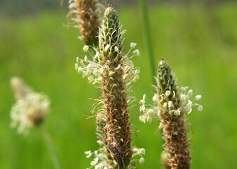 In nature, the plantain is large (Plantago major, Plantago borysthenica) is grows among grasses