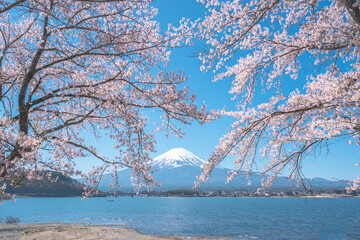 Cherry blossom trees bloom beside a snowy cherry tree near a serene lake, surrounded by a winter landscape with blue skies and reflections, capturing the essence of spring transitioning into a tranqui © mozailla69