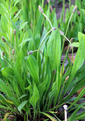 Obraz premium Lanceolate plantain, plantago lanceolata grows in nature