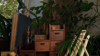 Gray rat, old book, wooden chest of drawers.