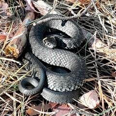 snake in the air