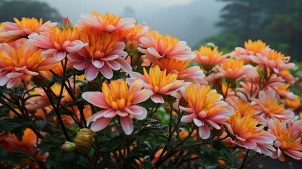 Fototapeta na wymiar beautiful Chrysanthemum Flowers UHD Wallpaper