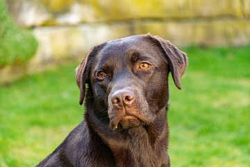 black labrador retriever