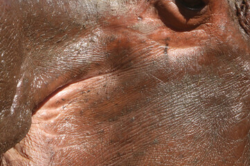 close up of hippo skin
