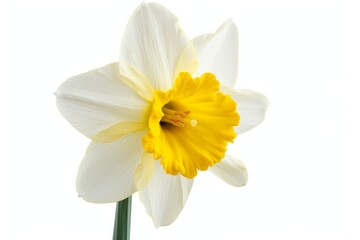 Daffodil, isolated, white background